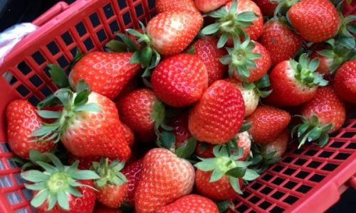 The Ultimate Guide to Preserving Strawberries:Tips and Tricks to Keep Them Fresh and Delicious