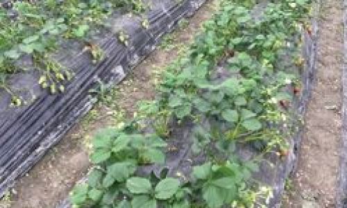 The Ultimate Guide to Preserving Strawberries:Tips and Tricks to Keep Them Fresh and Delicious