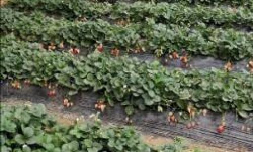 The Ultimate Guide to Preserving Strawberries:Tips and Tricks to Keep Them Fresh and Delicious