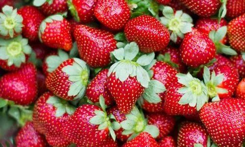 The Science of Storing Strawberries:Can Refrigeration Extend Their Freshness?