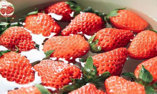 The Science of Storing Strawberries:Can Refrigeration Extend Their Freshness?