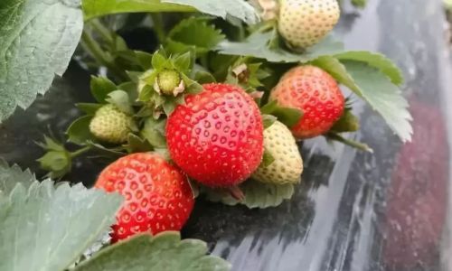 The Shelf Life of Strawberries:Do They Spoil Overnight?