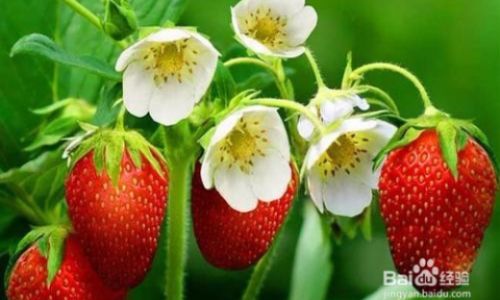 The Shelf Life of Strawberries:Do They Spoil Overnight?