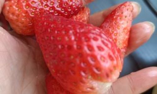 Creative and Delicious Ways to Enjoy Strawberries:From Classic to Innovative Recipes