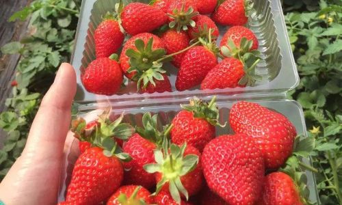 What to Do With Leftover Strawberries:Creative and Practical Solutions