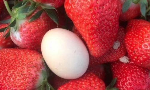 What to Do With Leftover Strawberries:Creative and Practical Solutions