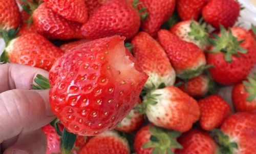 What to Do With Leftover Strawberries:Creative and Practical Solutions