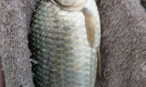 Mastering the Art of Cooking Grass Carp:Delicious Recipes and Expert Tips