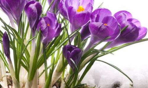 The Enigmatic Transformation:Unveiling the Final Hue of Saffron Threads After Steeping