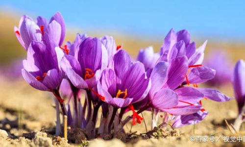 How Long Does Saffron Last?A Comprehensive Guide to Storage and Shelf Life