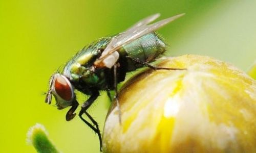 A Comprehensive Guide to Breeding Flies:Techniques,Benefits,and Ethical Considerations