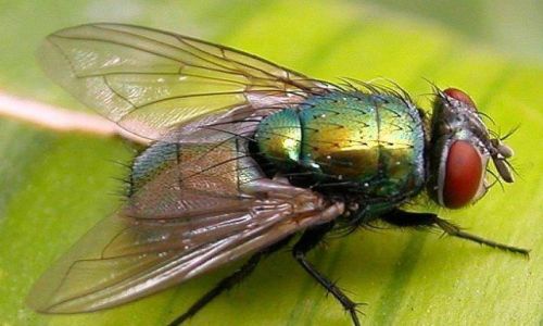 A Comprehensive Guide to Breeding Flies:Techniques,Benefits,and Ethical Considerations