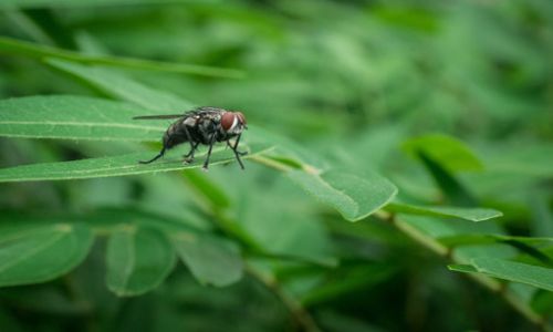 A Comprehensive Guide to Breeding Flies:Techniques,Benefits,and Ethical Considerations