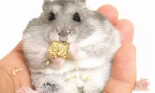 The Ultimate Guide to Long-Term Storage of Hamster Food:Preserving Nutrition and Freshness
