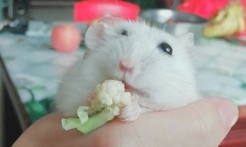 The Ultimate Guide to Long-Term Storage of Hamster Food:Preserving Nutrition and Freshness