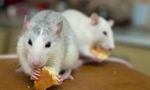 The Ultimate Guide to Long-Term Storage of Hamster Food:Preserving Nutrition and Freshness