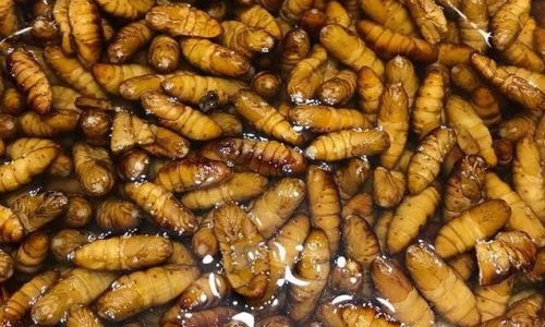Can You Eat the Black Substance Inside Silkworm Pupae?A Comprehensive Guide