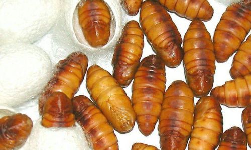 A Comprehensive Guide to Raising Silkworm Pupae:From Eggs to Cocoon Harvesting