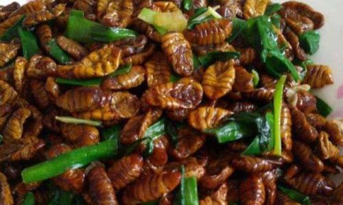 Mastering the Art of Cooking Silkworm Pupae:A Guide to Delicious and Crispy Delights