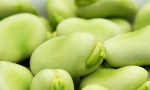 Exploring the Diverse World of Fava Bean Products:From Culinary Delights to Nutritional Powerhouses
