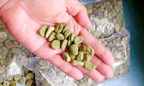 How to Keep Fava Beans Fresh:Expert Tips for Storage and Longevity