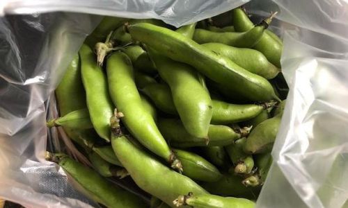 How to Keep Fava Beans Fresh in the Refrigerator:A Comprehensive Guide to Storage and Preservation