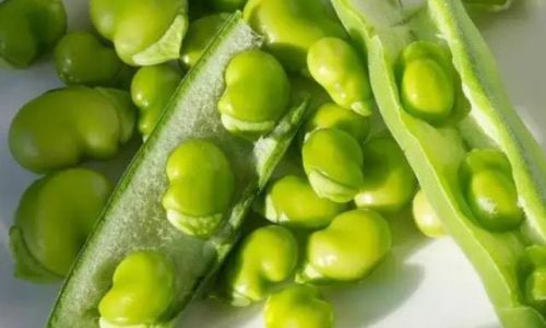 Proven Methods to Extend the Shelf Life of Fava Beans:A Comprehensive Guide