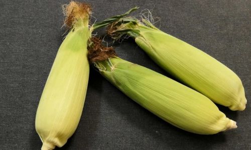 Proven Methods to Extend the Shelf Life of Fava Beans:A Comprehensive Guide
