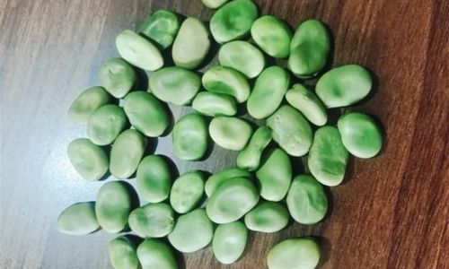 Proven Methods to Extend the Shelf Life of Fava Beans:A Comprehensive Guide