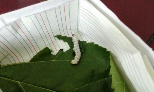 How to Determine if Silkworm Larvae Are Ready to Spin Cocoons:A Comprehensive Guide