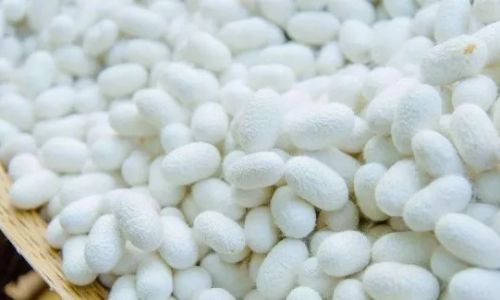 How to Determine if Silkworm Larvae Are Ready to Spin Cocoons:A Comprehensive Guide