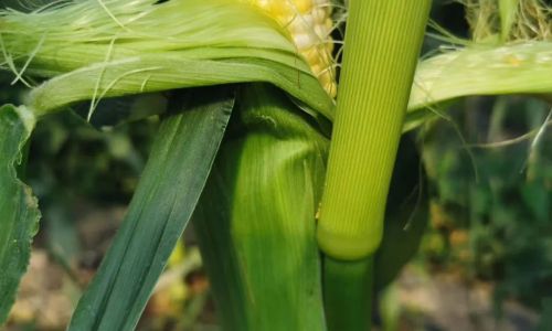 Exploring the Versatility of Rapeseed Sprouts:Creative Ways to Incorporate Them into Your Diet