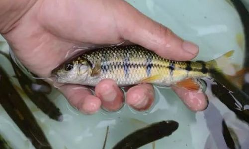 The Aquatic Bounty:Exploring Common Fish Varieties Found in Wet Markets