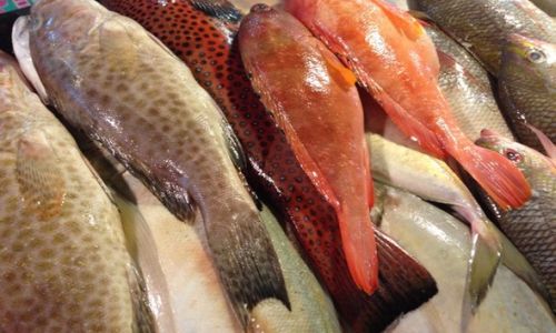 The Aquatic Bounty:Exploring Common Fish Varieties Found in Wet Markets