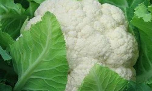 Maximizing Freshness:A Comprehensive Guide to Preserving Cauliflower for Extended Shelf Life
