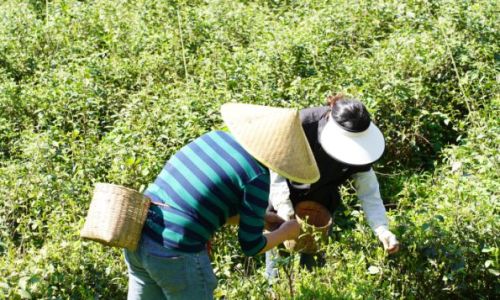 The Art and Science of Tea Harvesting:A Comprehensive Guide to Methods and Techniques