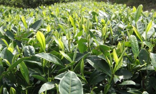 The Art and Science of Tea Harvesting:A Comprehensive Guide to Methods and Techniques