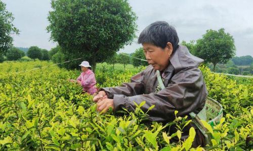 The Art and Science of Tea Harvesting:A Comprehensive Guide to Methods and Techniques