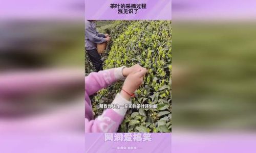 The Art and Science of Tea Harvesting:A Comprehensive Guide to Methods and Techniques