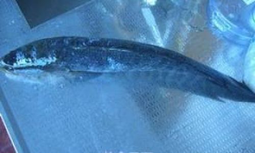 Mastering the Art of Cooking Snakehead Fish:A Comprehensive Guide to Delicious and Healthy Recipes