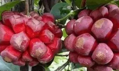 How to Eat Black Magic Fruit:A Comprehensive Guide to Enjoying This Exotic Delight