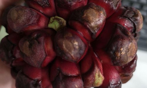 How to Eat Black Magic Fruit:A Comprehensive Guide to Enjoying This Exotic Delight
