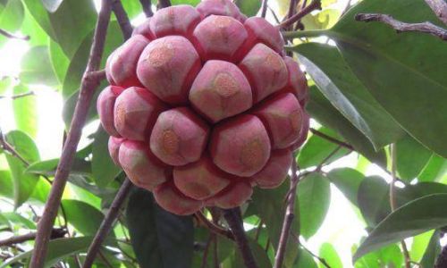 How to Eat Black Magic Fruit:A Comprehensive Guide to Enjoying This Exotic Delight
