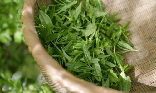 Mastering the Art of Tea Preservation:A Comprehensive Guide to Storing Different Types of Tea