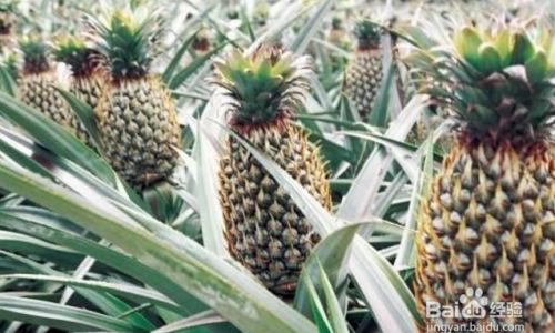 How to Ripen an Unripe Pineapple:A Comprehensive Guide to Achieving Sweet,Juicy Perfection