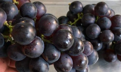 The Enigma of Unpeelable Grapes:Exploring Seedless Varieties and Their Horticultural Marvels