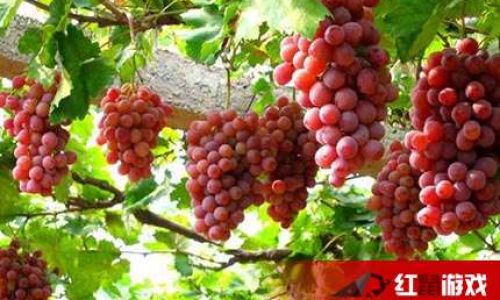 The Enigma of Unpeelable Grapes:Exploring Seedless Varieties and Their Horticultural Marvels