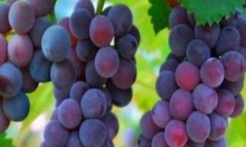 The Enigma of Unpeelable Grapes:Exploring Seedless Varieties and Their Horticultural Marvels