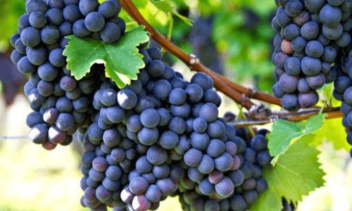 The Enigma of Unpeelable Grapes:Exploring Seedless Varieties and Their Horticultural Marvels