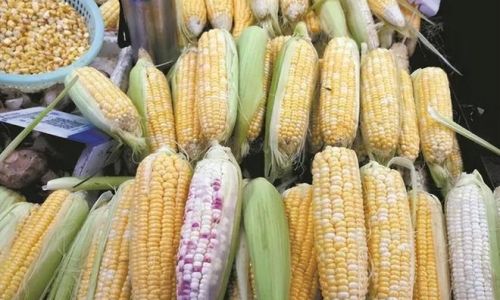 How Long to Steam Corn Without Water:A Comprehensive Guide to Perfectly Cooked Kernels